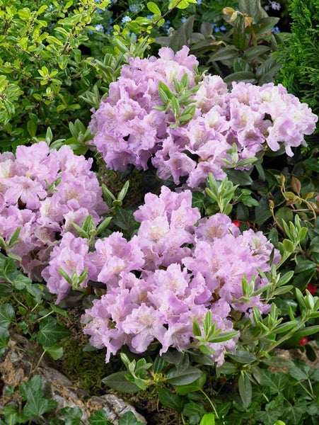 Rhododendron saluenense 'Lavendula', Lavendelblüten, 20–25 cm