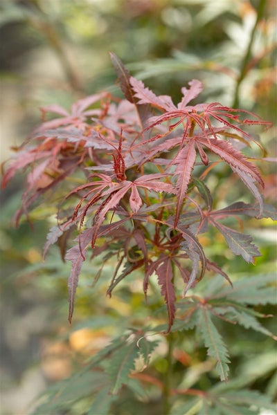 Japanischer Ahorn mit filigranen Blättern
