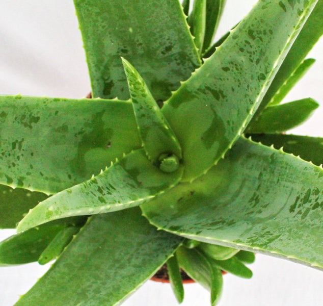Aloe Vera - ca. 7-8 Jahre alt - 21cm Topf, riesige und sehr alte Pflanze