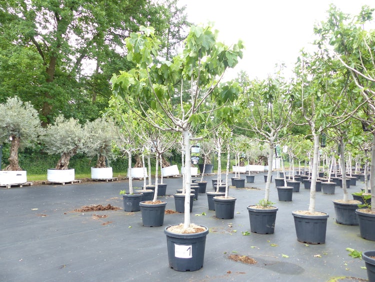 Baumschule mit Feigenbäumen in Töpfen und Olivenbäumen im Hintergrund