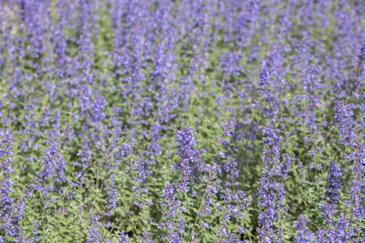 Nepeta grandiflora 'Blue Danube', Katzenminze, blau, ca. 9x9 cm Topf