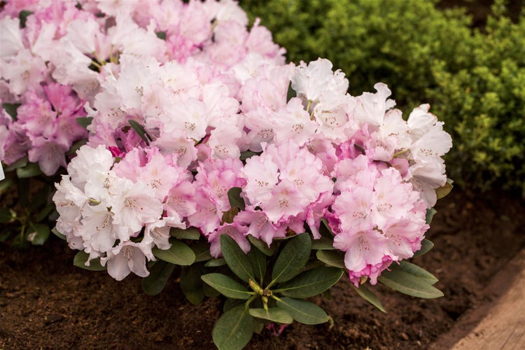 Rhododendron yakushimanum 'Silberwolke', weiß, 30–40 cm