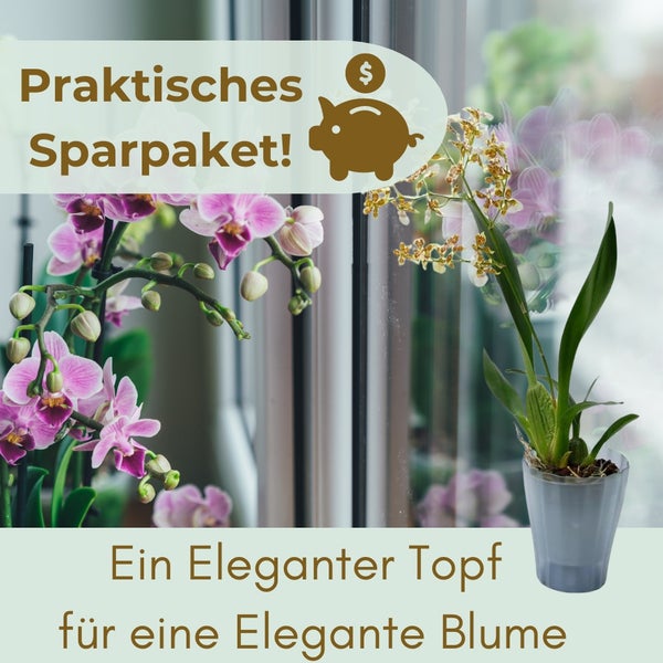 Sparpaket mit Topf und blühenden Zimmerpflanzen auf der Fensterbank