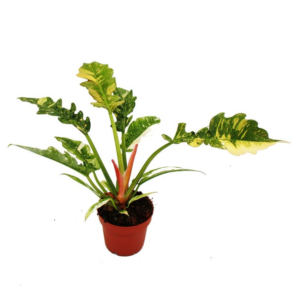 Philodendron Ring of Fire - ungewöhnlicher Baumfreund - 12cm Topf