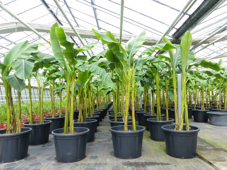 Bananenstaude als 3er Gruppe  Banane Musa Basjoo 220 cm winterhart Staude japanische Faserbanane