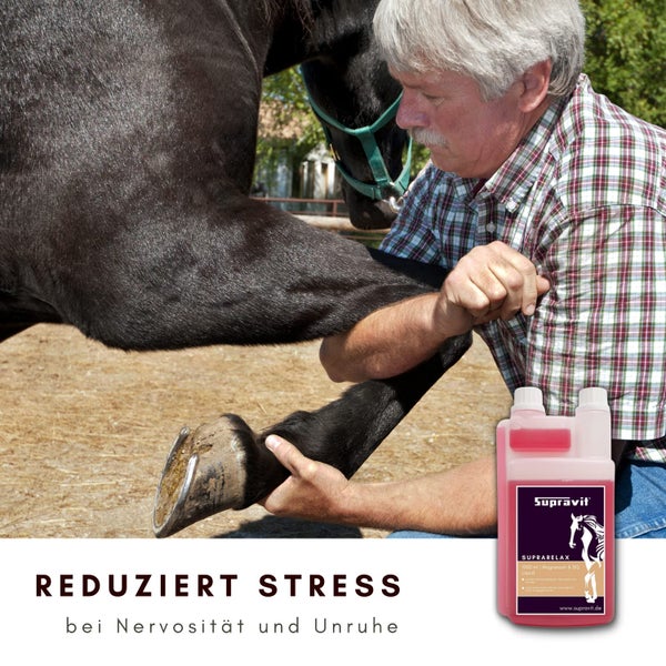 Ein Mann untersucht das Bein eines Pferdes, im Vordergrund eine Flasche Supravit Suprarelax zur Stressreduktion bei Nervosität.