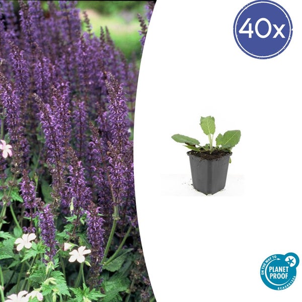 Steppensalbei Salvia nemorosa 40 Stück, blühende Gartenpflanze mit violetten Blüten und Jungpflanze im Topf, PlanetProof-zertifiziert.