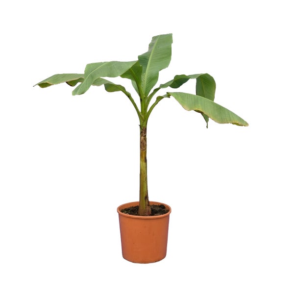 Grüne Bananenpflanze Musa in einem terrakottafarbenen Kulturtopf.