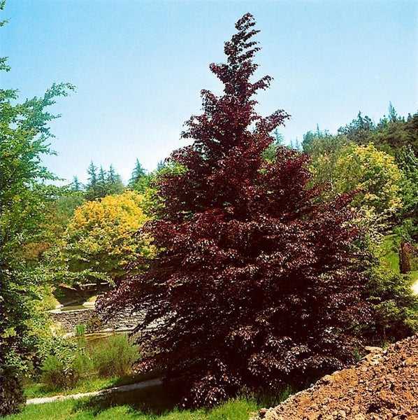 Fagus sylvatica 'Purpurea', Rotbuche, purpurrot, 20–30 cm