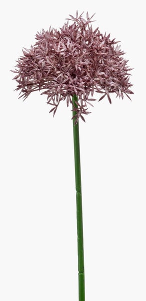 Rosafarbener Zierlauch Allium mit einer kugelförmigen Blüte an einem grünen Stängel.