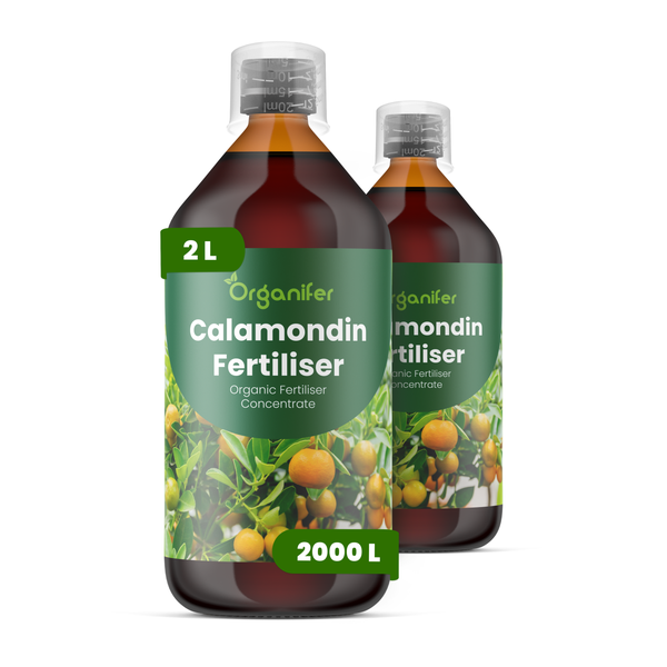 Zwei Flaschen Organifer Calamondin-Orangen Dünger, 2 Liter Konzentrat ausreichend für 2000 Liter Gießwasser.
