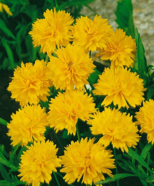 Coreopsis grandiflora 'Sunray', Mädchenauge, gelb, ca. 9x9 cm Topf