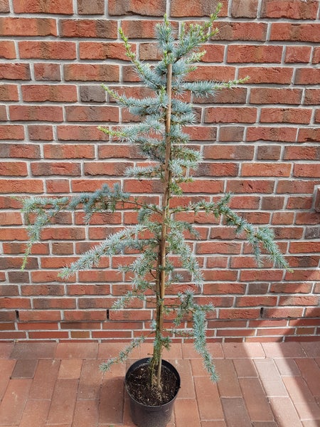 Cedrus atlantica Glauca, Atlantische Blauzeder, Höhe inklusive Topf: 150-160 cm