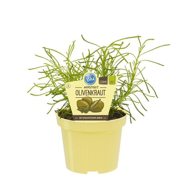 Biologisches, würziges Olivenkraut von Blu, essbare Kräuterpflanze im gelben Kunststofftopf aus biologischem Anbau.