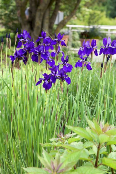Iris sibirica, Sibirische Schwertlilie, blau-violett, ca. 9x9 cm Topf