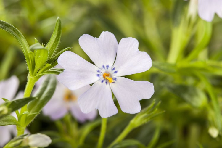 Phlox subulata 'Emerald Cushion Blue', Polsterphlox, blau, ca. 9x9 cm Topf