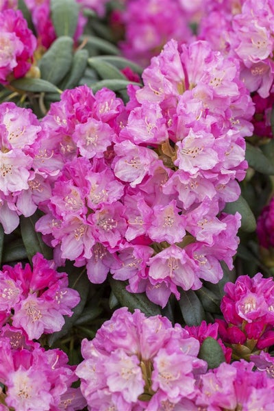 Rhododendron yakushimanum 'Blurettia', rosa Blüten, 40–50 cm