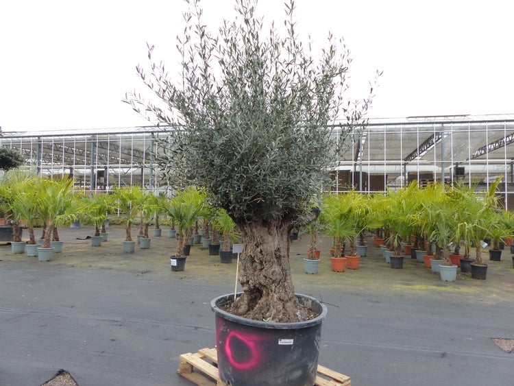 stickstoffdnger rhododendron Rhododendron Dnger - Mineralischer NPK Flssigdnger mit Stickstoff