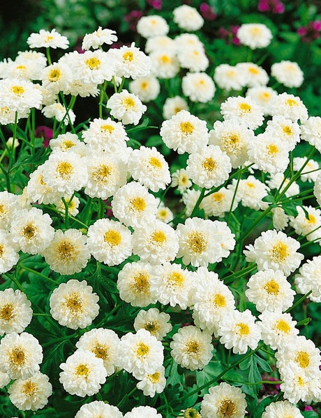 Tanacetum parthenium, Mutterkraut, weiß, ca. 9x9 cm Topf