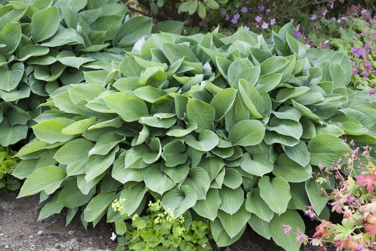 Funkie Pflanze mit großen Blättern im Garten