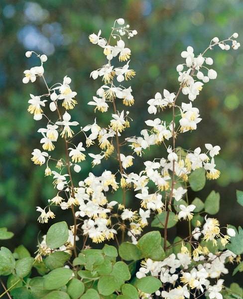 Thalictrum delavayi, Wiesenraute, zartlila, ca. 9x9 cm Topf