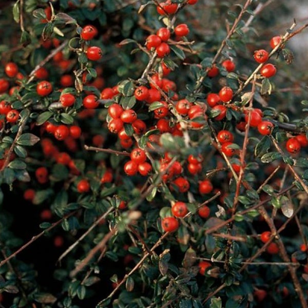 Im Bild ist eine Felsenmispel mit roten Beeren und grünen Blättern zu sehen.