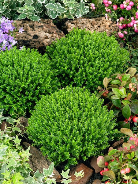 Hebe 'Green Globe', Strauchveronika, kompakt, 10–15 cm