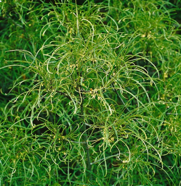Rhamnus frangula 'Asplenifolia', schmalblättrig, 40–60 cm
