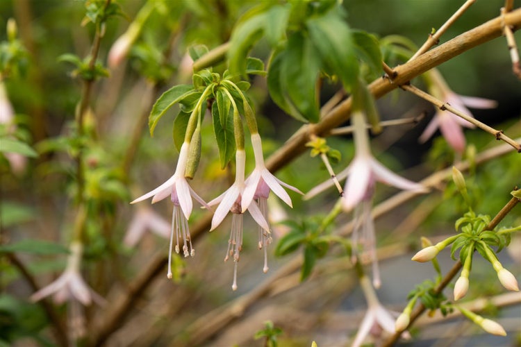 Fuchsia magellanica var.alba, weißblühend, ca. 11x11 cm Topf