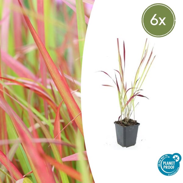 Japanisches Blutgras Imperata cylindrica Red Baron im Topf, 6er-Set, mit dem Siegel On the way to Planet Proof.