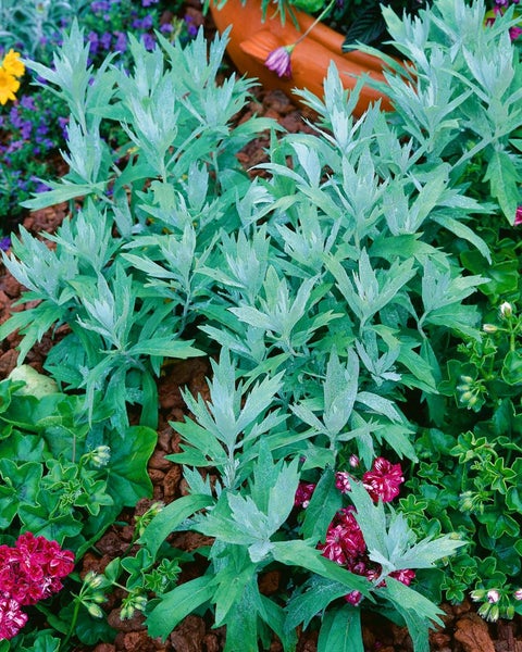 Artemisia ludoviciana 'Valerie Finnis', Silberblatt, ca. 9x9 cm Topf