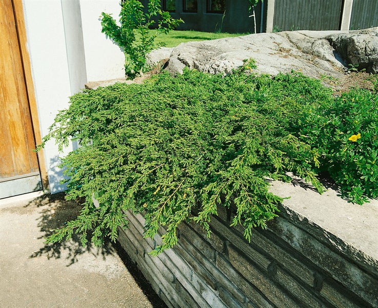 Juniperus communis 'Repanda', Kriech-Wacholder, 20–30 cm