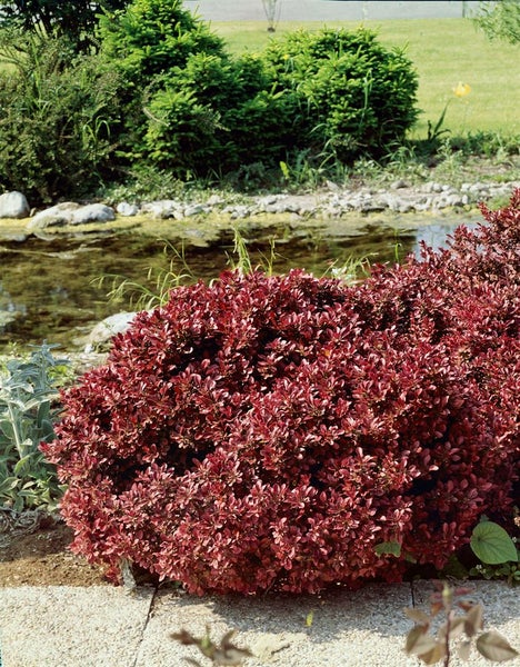 Berberitze im Garten mit Teich