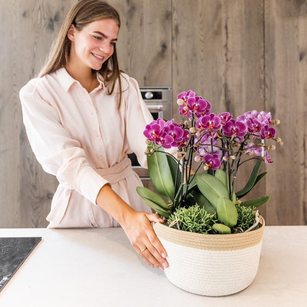 Kolibri Orchids lila Pflanzenset im Baumwollkorb inkl. Wassertank drei lila Orchideen Morelia 9cm und drei Grünpflanzen Rhipsalis Dschungelstrauß lila mit autarkem Wassertank