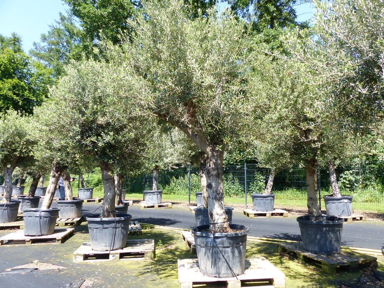 Premium Olivenbaum 220-260 cm buschige Krone, winterharte Olive, Olea europaea
