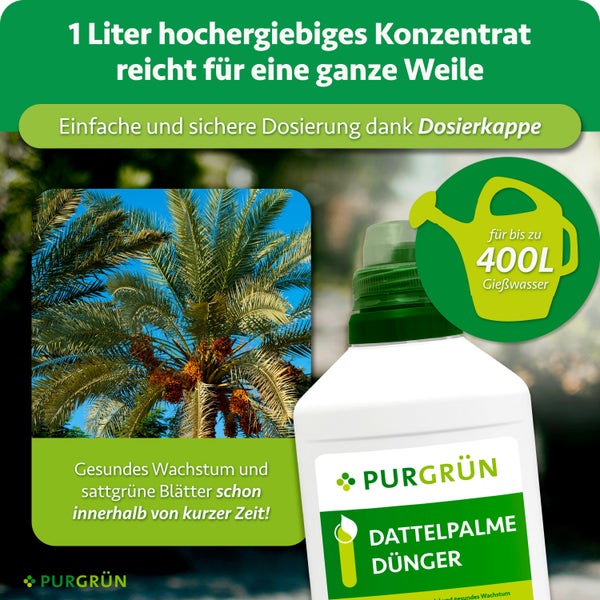 Eine Flasche Purgrün Dattelpalme Dünger für gesundes Pflanzenwachstum mit Dosierkappe für bis zu vierhundert Liter Gießwasser.