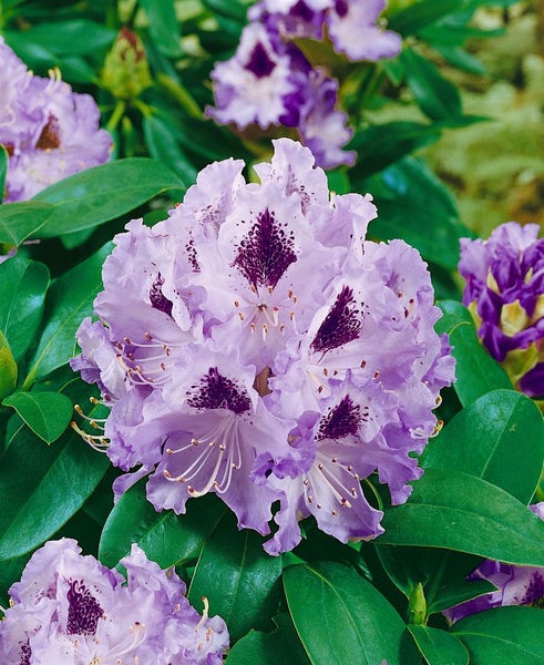 Nahaufnahme einer Rhododendronblüte mit dunklen Flecken