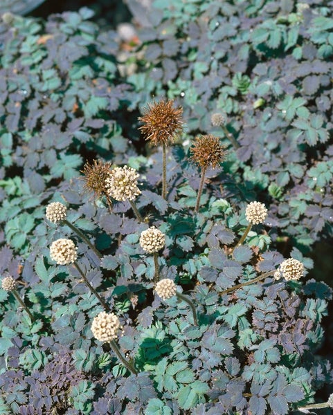 Acaena caesiiglauca, Blauer Stachelnüsschen, ca. 9x9 cm Topf