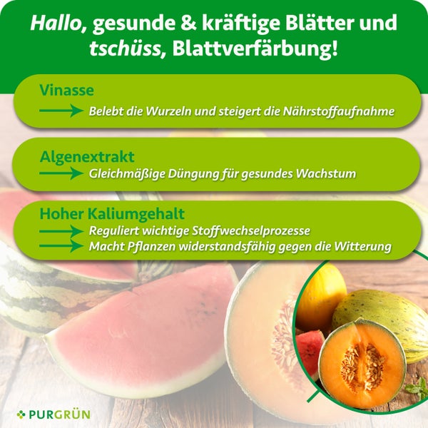 Infografik mit Wirkungsweise von Pflanzendünger: Vinasse belebt Wurzeln, Algenextrakt fördert Wachstum, hoher Kaliumgehalt stärkt Pflanzen.