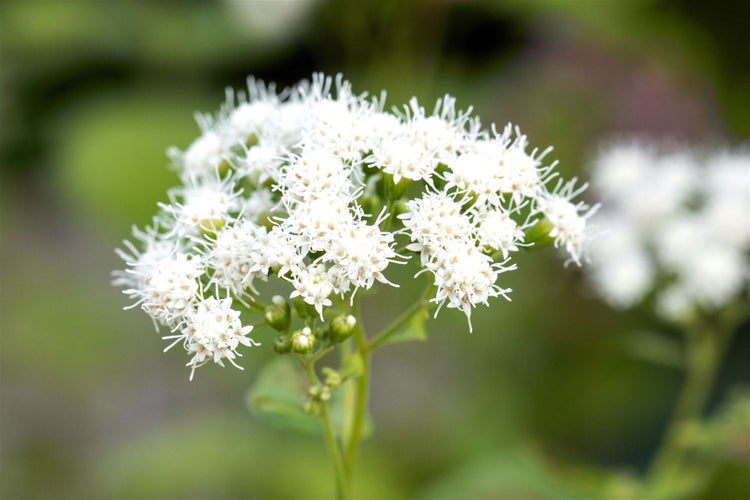 Eupatorium fistulosum 'Baby Joe', Wasserdost, rosa, ca. 11x11 cm Topf