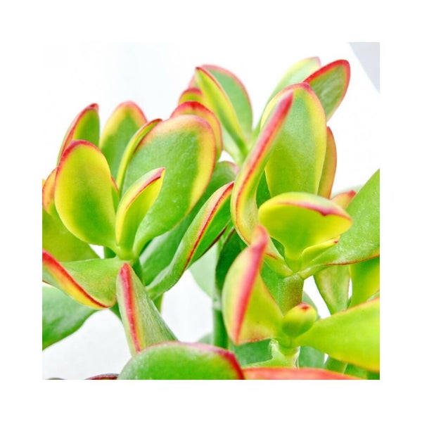 Sukkulente Geldbaum Crassula ovata mit dickfleischigen Blättern und roten Blatträndern