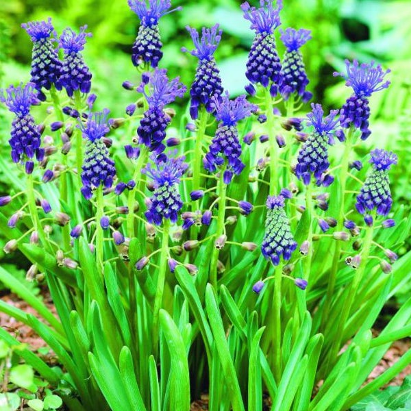 Nahaufnahme von Traubenhyazinthen im Garten.