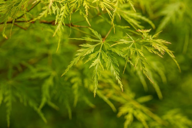 Acer palmatum 'Seiryu', Japanischer Ahorn, filigran, 60–80 cm