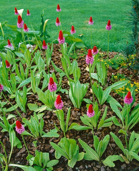 Primula vialii, Orchideenprimel, zweifarbig, ca. 9x9 cm Topf