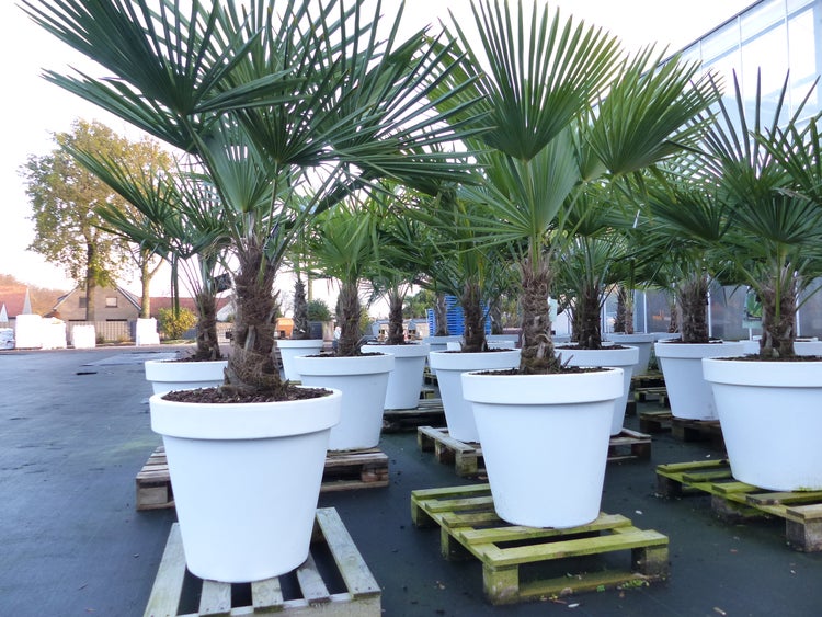 XXL Palme winterhart inkl. Pflanzkübel weiß, 160 - 190 cm Trachycarpus fortunei, Hanfpalme, Top-Qualität