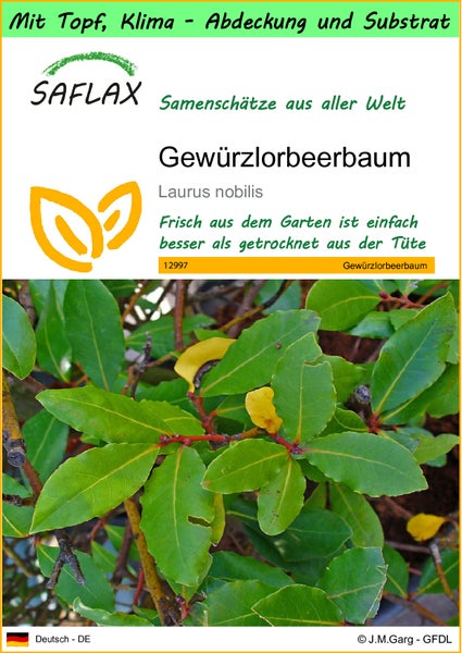 SAFLAX Garden to go - Gewürzlorbeerbaum - Laurus nobilis - 6 Samen - Mit Topf, Klima - Deckel und Anzuchtsubstrat