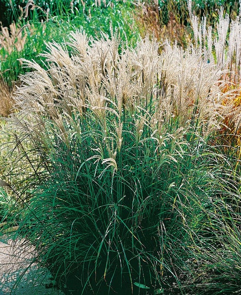 Miscanthus sinensis 'Adagio', Chinaschilf, kompakt, 3-5 Liter Container