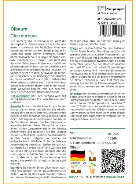 SAFLAX Garden to go - Ölbaum - Olea europea - 20 Samen - Mit Topf, Klima - Deckel und Anzuchtsubstrat