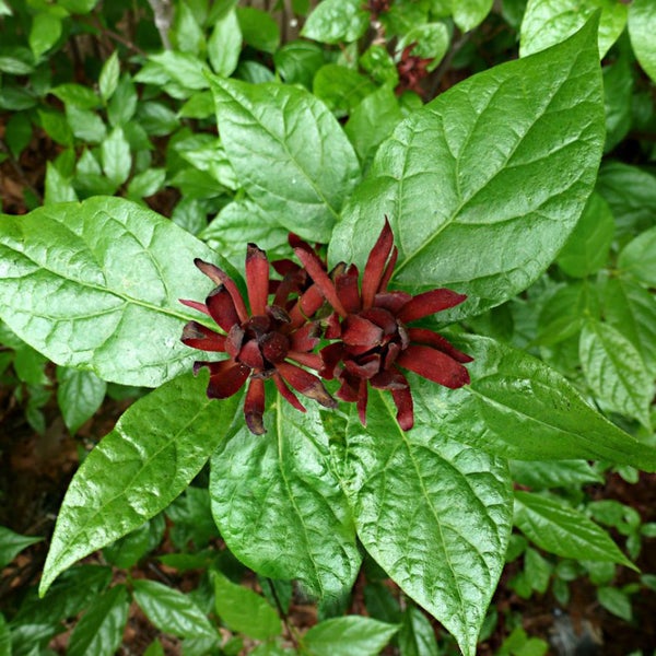 Nahaufnahme einer Gewürzstrauchpflanze mit grünen Blättern und dunkelroten Blüten.