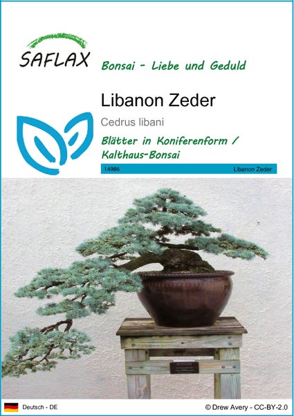 SAFLAX  - Libanon Zeder - Cedrus libani - 20 Samen